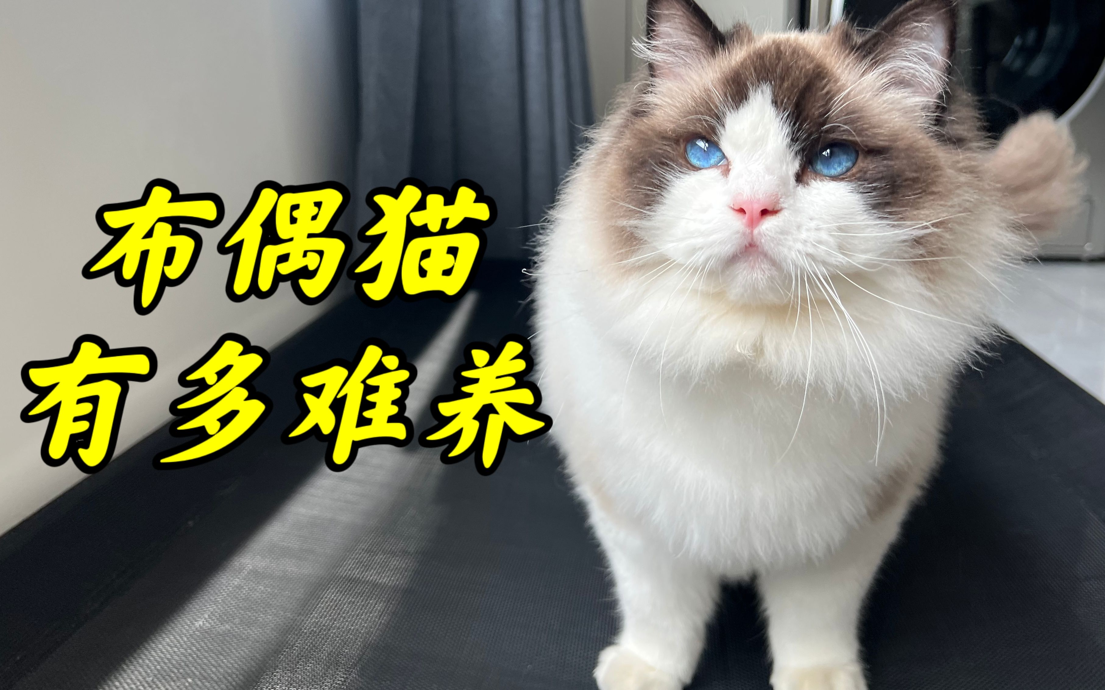 养了布偶猫之后才知道的事，仙女猫的真面目