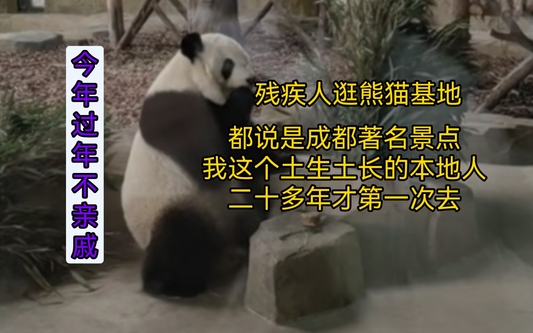 残疾人游玩熊猫基地