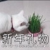 【中字】给猫主子的新年礼物—中村纪子老师的「中村日和」（往期回顾）