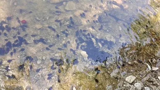 这蝌蚪窝到底是青蛙?还是蟾蜍(癞蛤蟆)?