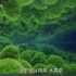 太治愈了！美丽的绿色星球！5集超清植物记录片（双语）