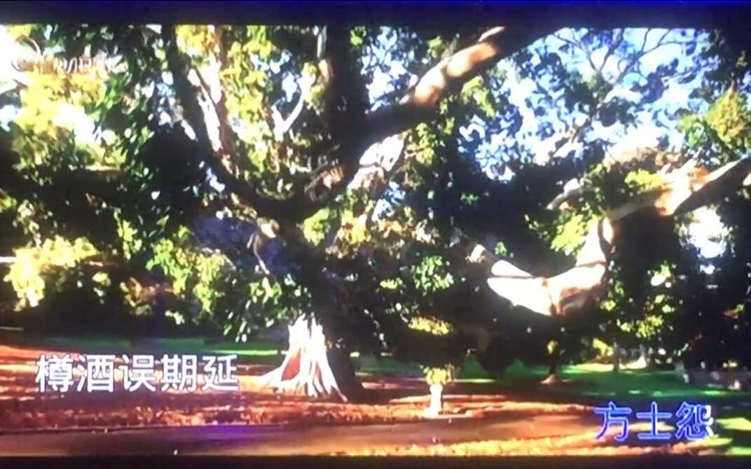 关于西瓜JUN长生诀的视频合集