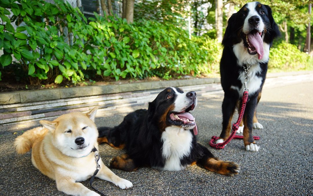 [柴犬maru的日常]又见到伯恩山犬兄弟啦~啊嘞,一阵没见,泥萌好像长得