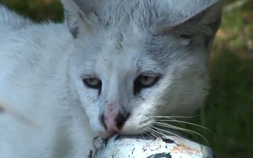 【生肉】白化薮猫tonga的外科手术