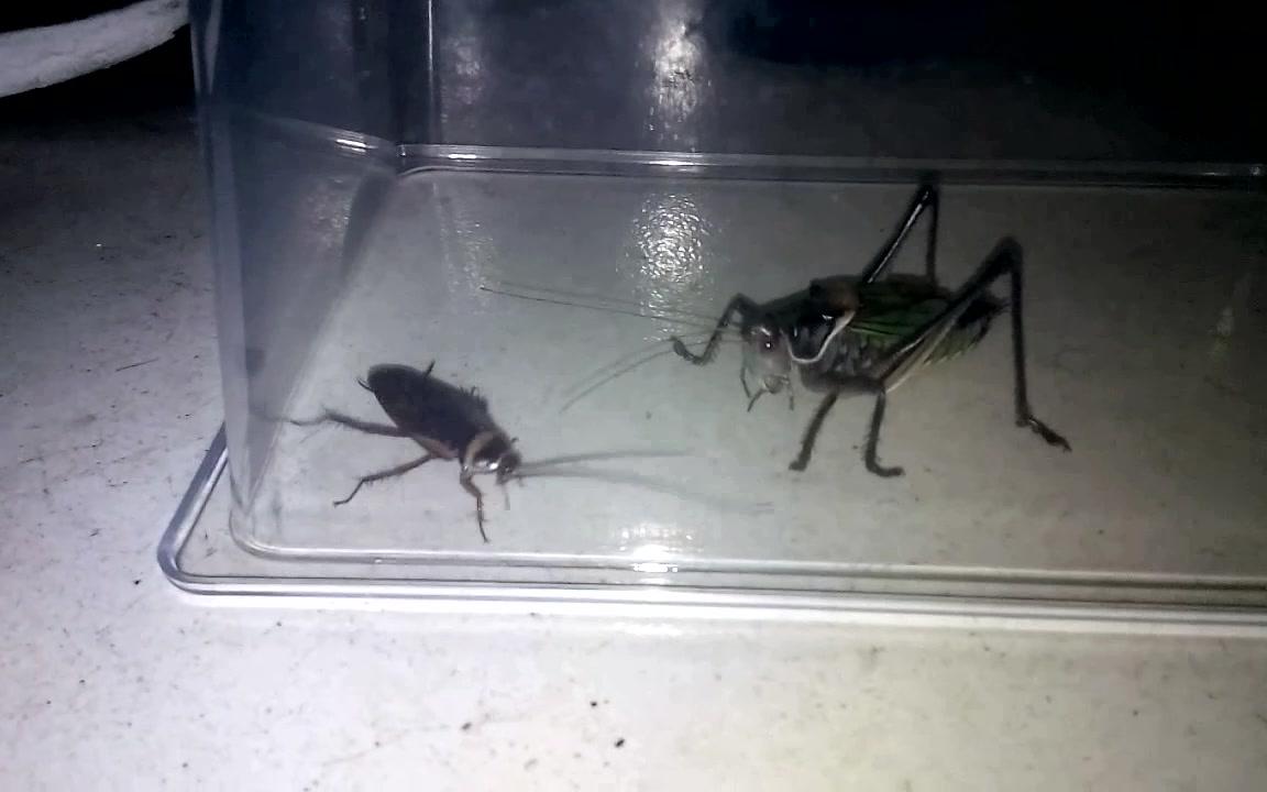 解恨!南方大蟑螂被北方蝈蝈一口爆头!