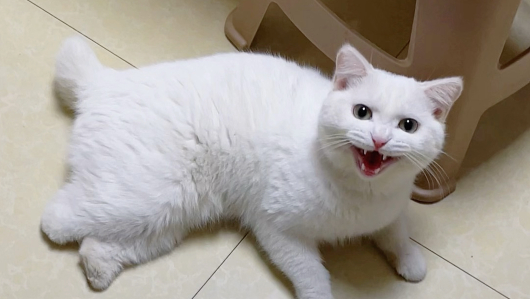 小猫身上有毛毛