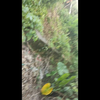 HXD10203南局南段牵引K1312深圳东至西宁经过惠州东风村