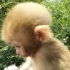 这是我见过最可爱的小猴子了