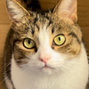 当主人怀孕后，猫猫到底是什么表现呢