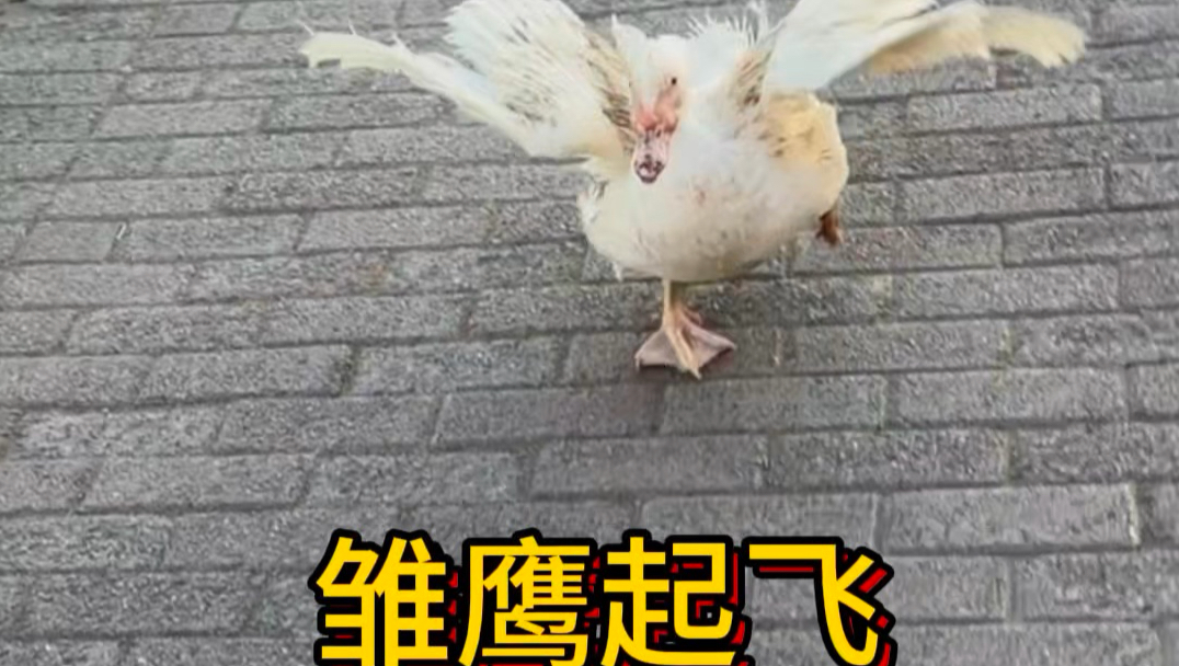 我被一只鸭子追砂