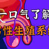 一口气了解，男性生殖系统