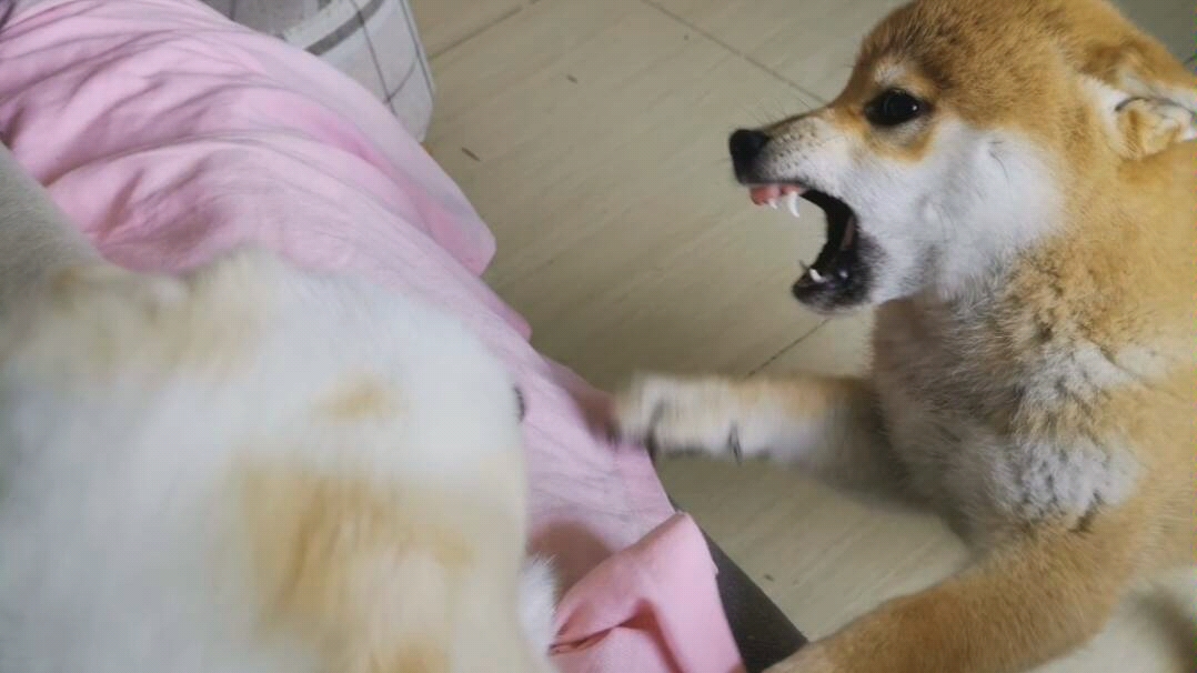 柴犬-博美,是不是跟某人吵架时候很像