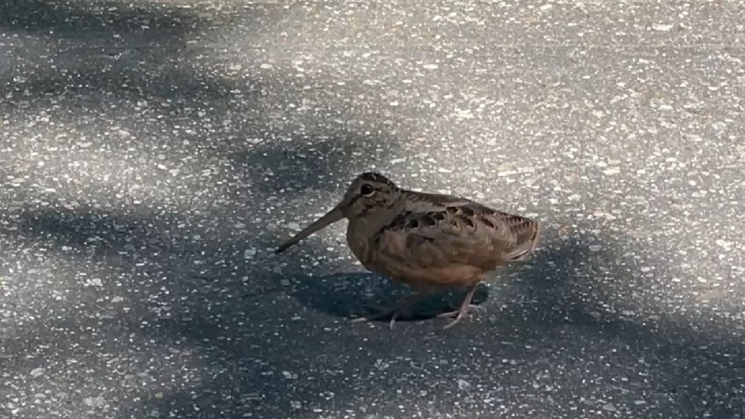 一只舞技高超的丘鹬，正在勾引晚餐出门💃