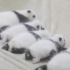 饲养员的工作就是把5只熊猫宝宝摆一排！