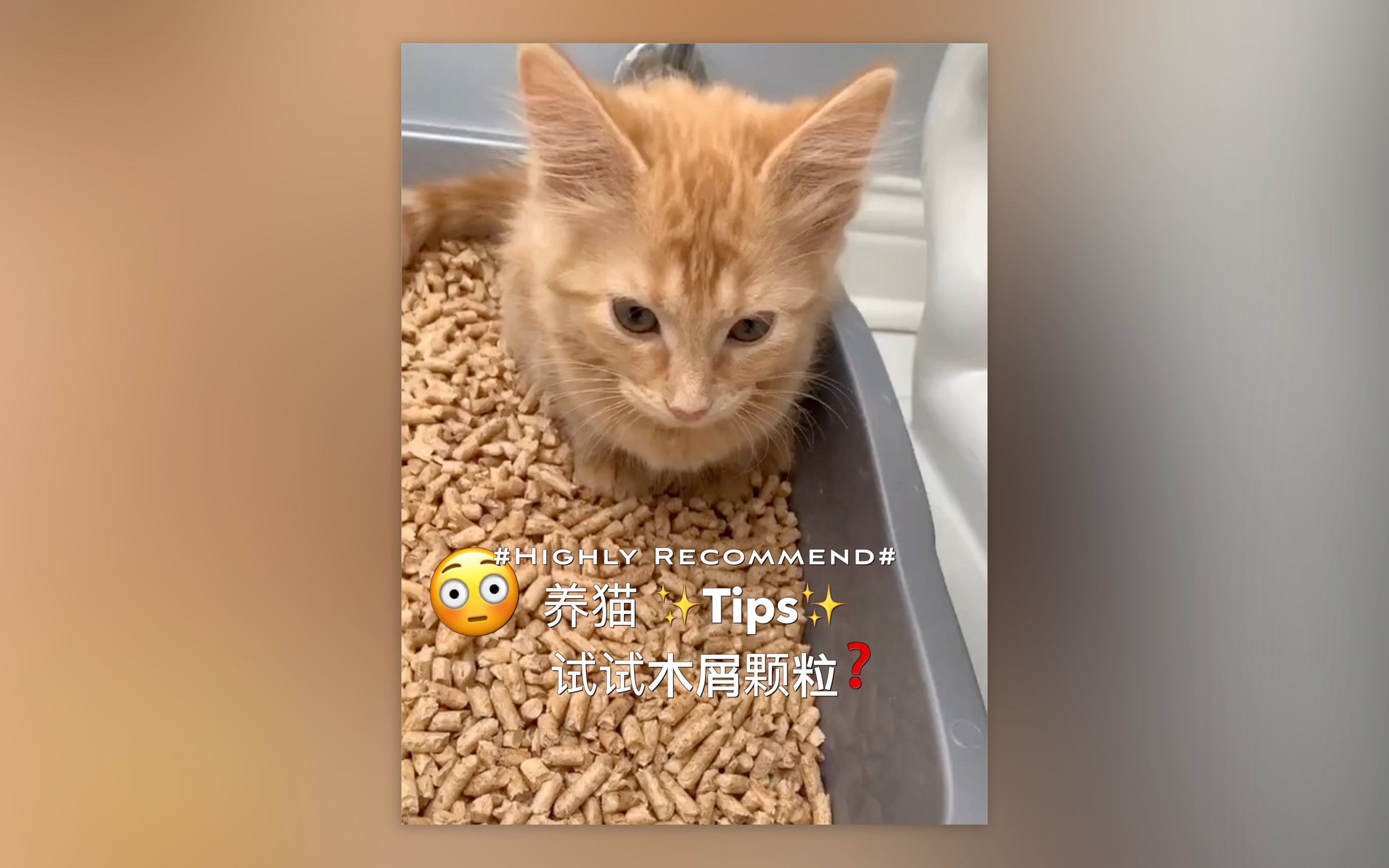 养猫 ✨Tips✨ 试试木屑颗粒？