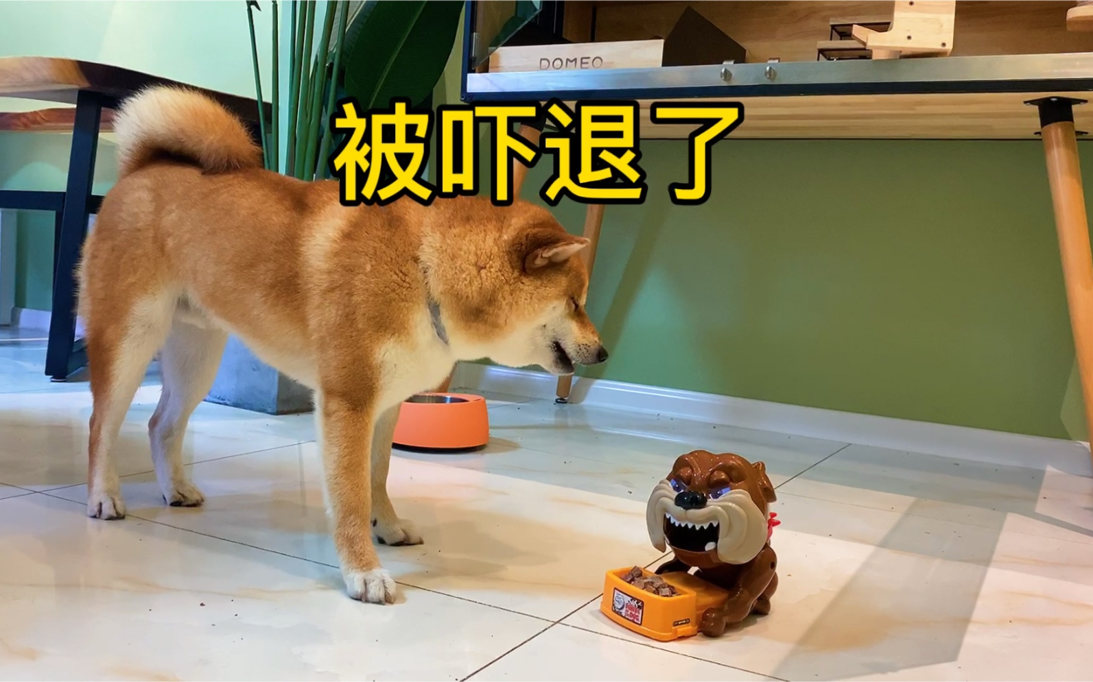 给狗子们的冻干藏在恶狗护食的玩具上，看看狗子们的反应吧！