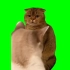 【猫meme绿幕】无水印高清素材6分钟合集