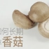 如何长期保存香菇