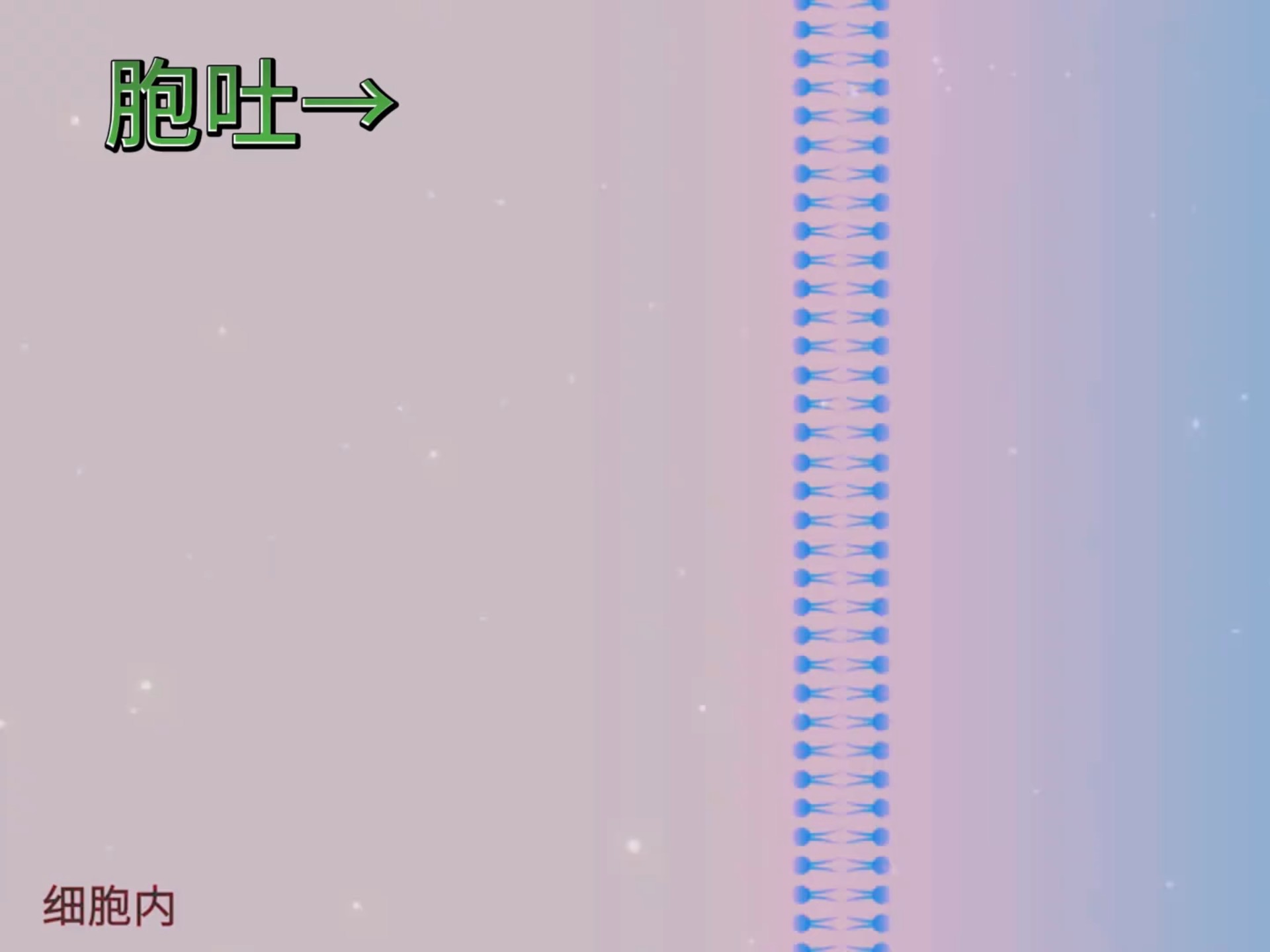 20秒了解————胞吞胞吐