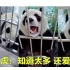 金虎这种熊猫电视剧里最多活两集 知道太多 还爱哔哔！