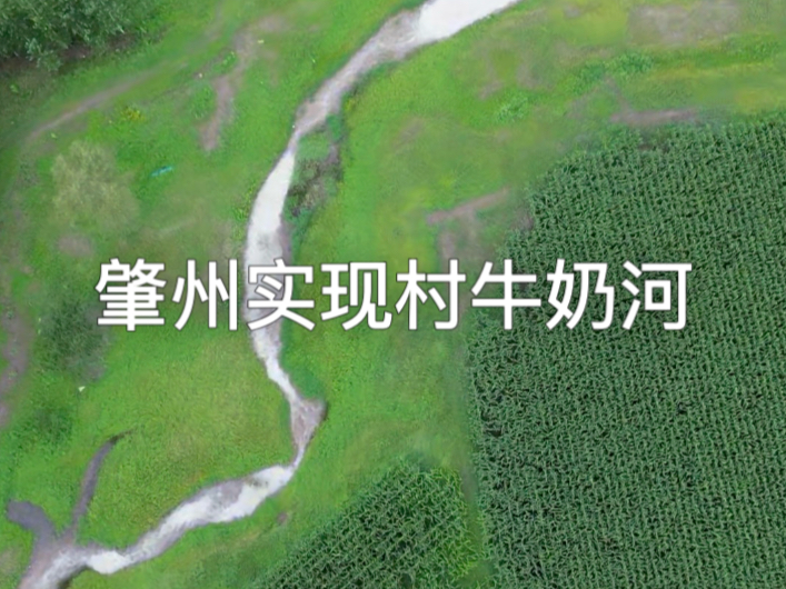肇州实现村牛奶河，气味刺鼻，鱼虾绝迹不能灌溉