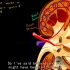 【搬运KhanAcademy】泌尿系统——The kidney and nephron