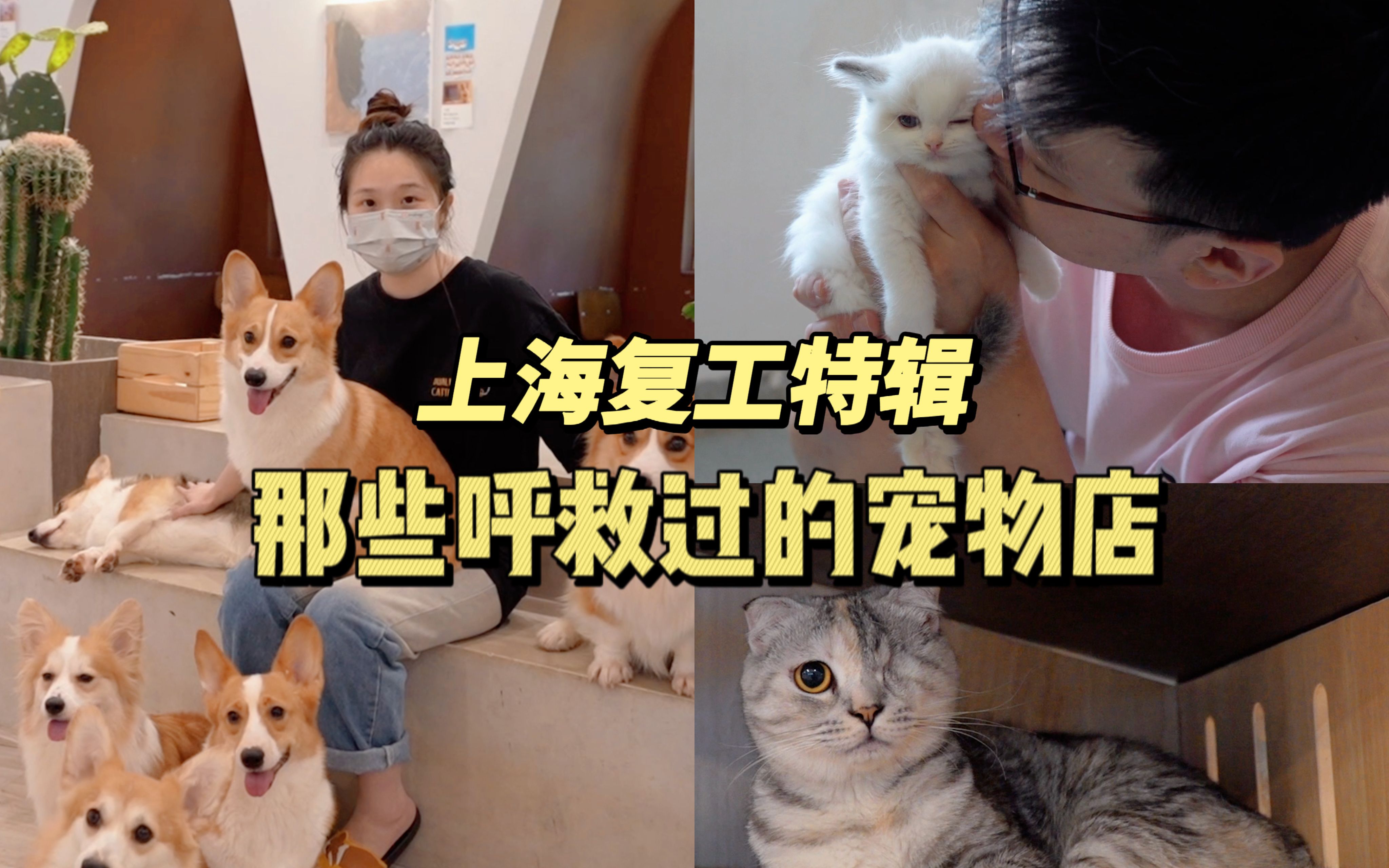 上海复工一周，回访那些呼救过的宠物店……