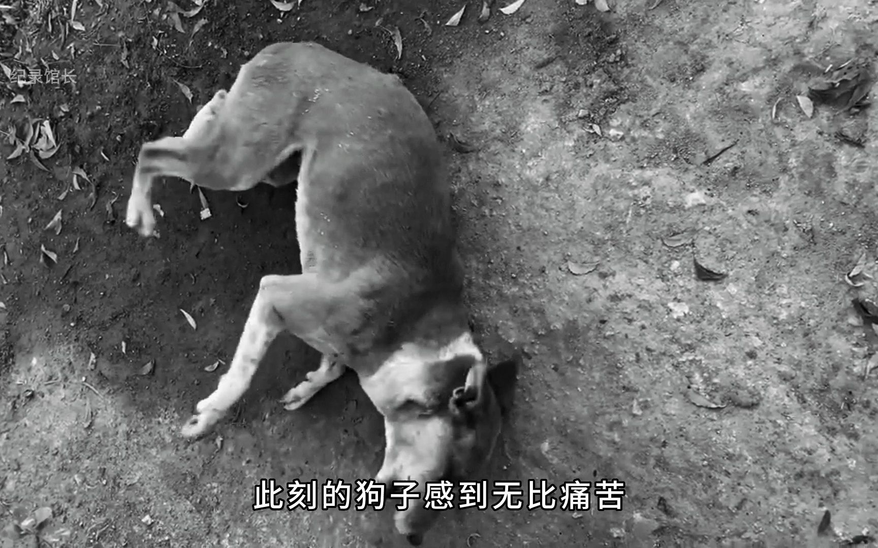 狗爸爸为了保护小狗，不幸被咬住中毒身亡，太惨了！