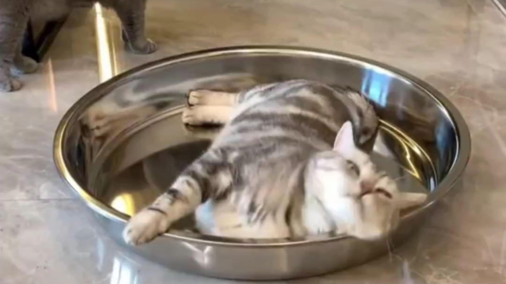 为给猫咪降温，男子试过冰垫和凉席，最后还是两个大铁盆解决问题