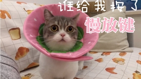 08e8e10a4c5e9fdc4ab315c8105ae9fb788804db.jpg@280w_158h_1c_100q.jpg