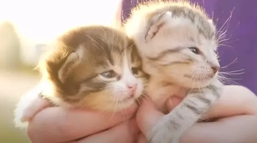 猫和小猫的喵喵叫声-美丽可爱的猫视频-有趣的猫视频