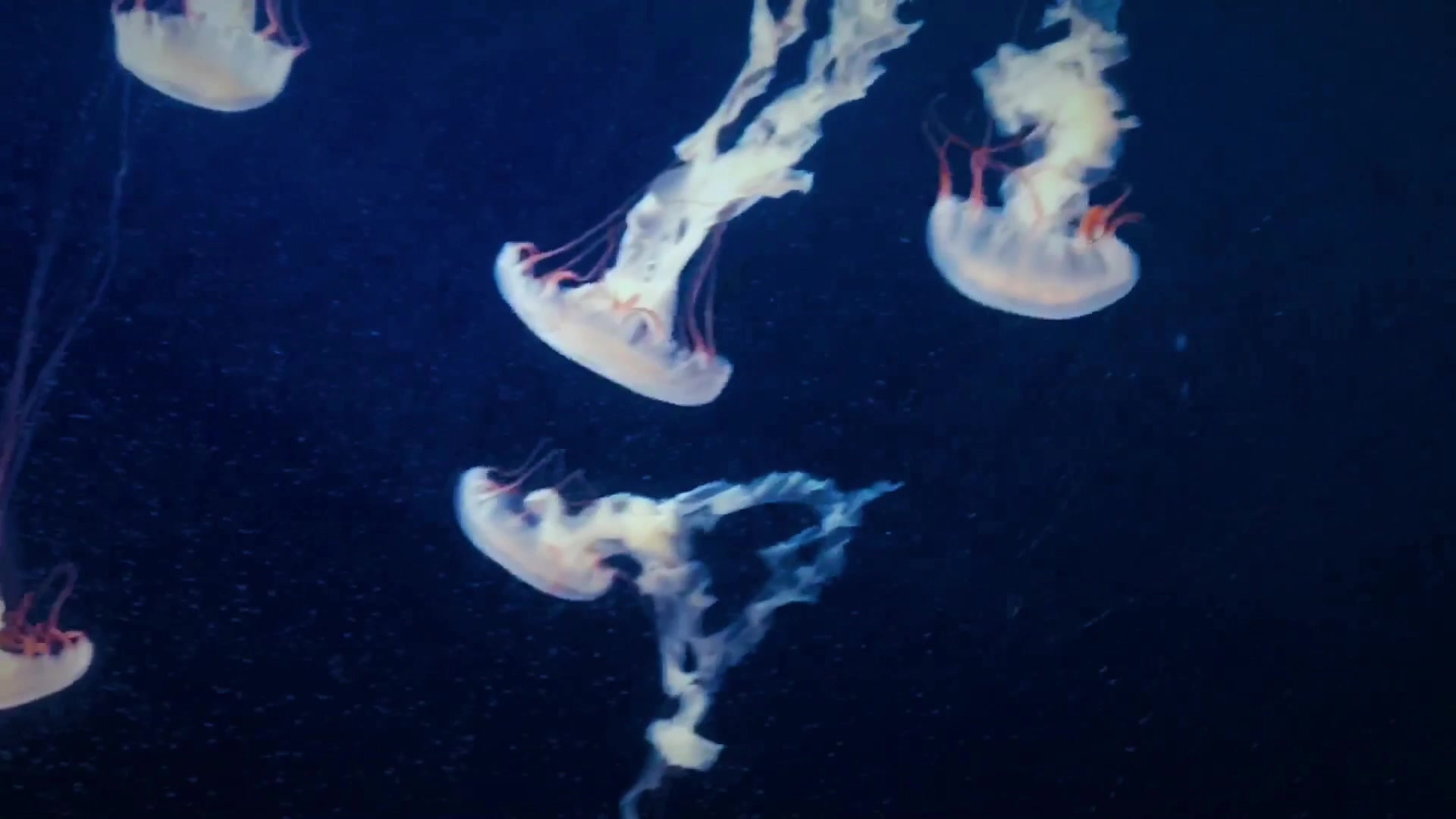 【加拿大/水族馆】我印象中的的水母不可能有这么妖孽