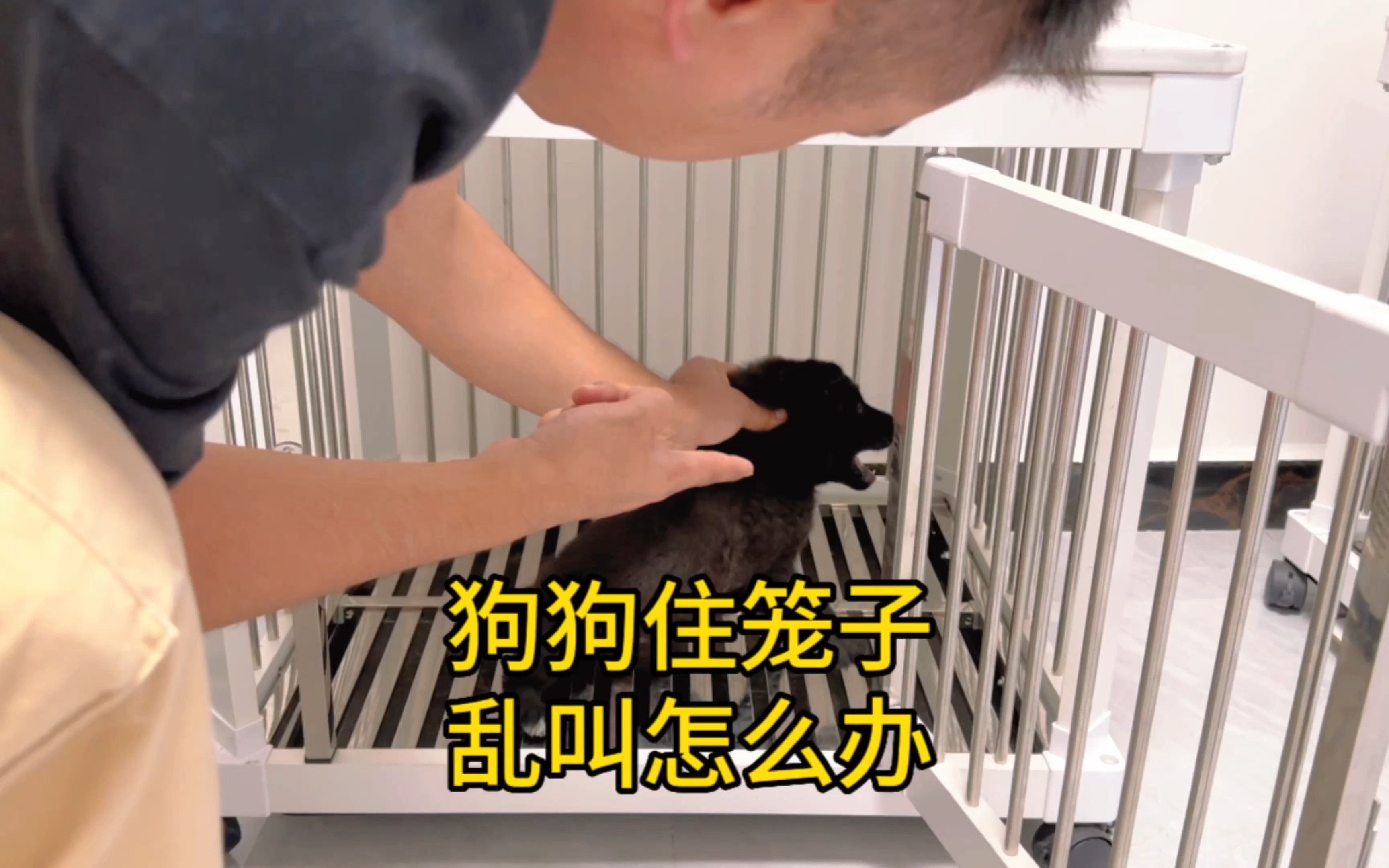 狗狗进家住笼子乱叫怎么办？