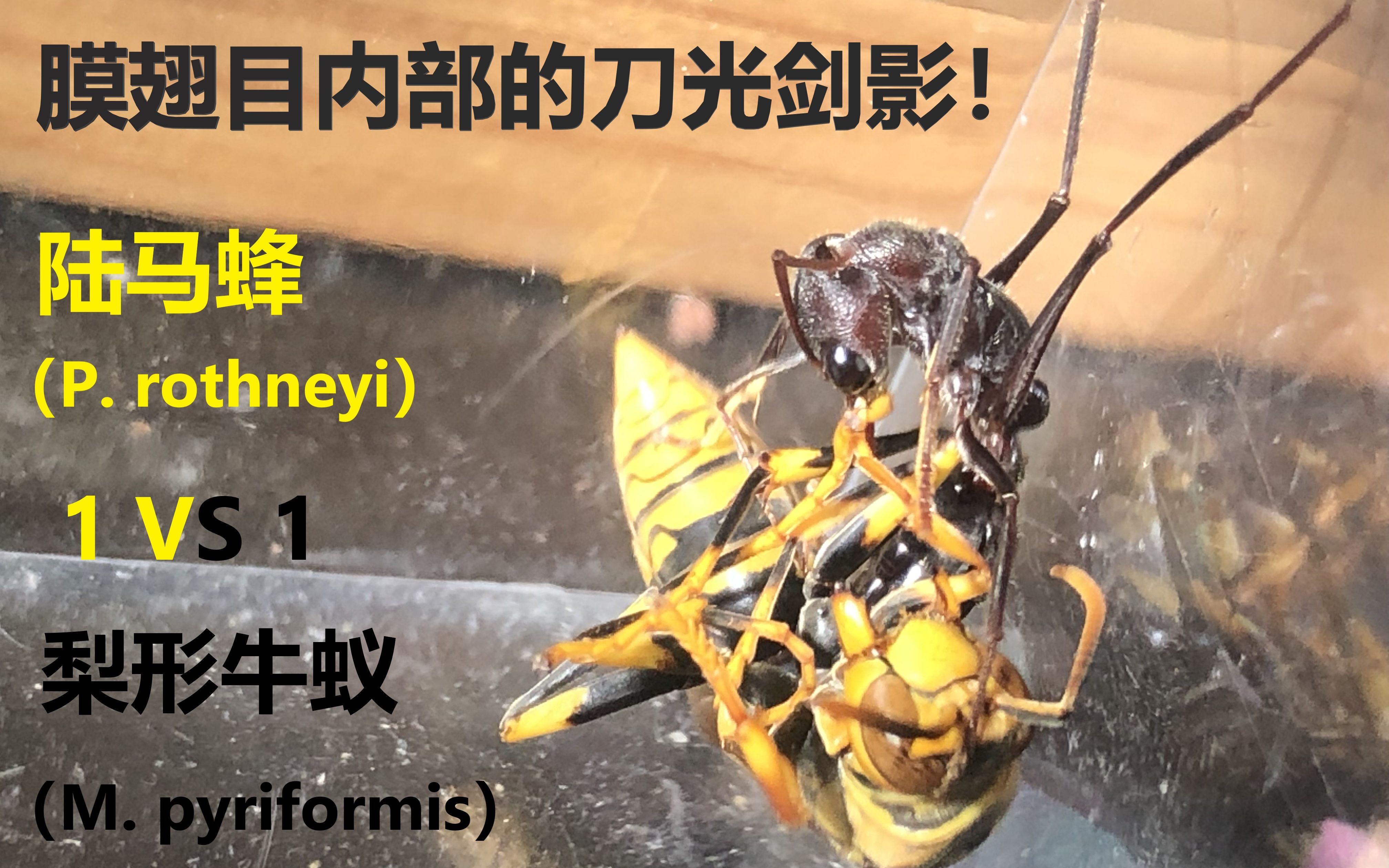 【膜翅内战】孤立大陆的超级斗犬,梨形牛蚁(M. pyriformis)工蚁力战陆马蜂(P. rothneyi)蜂后哔哩哔哩bilibili