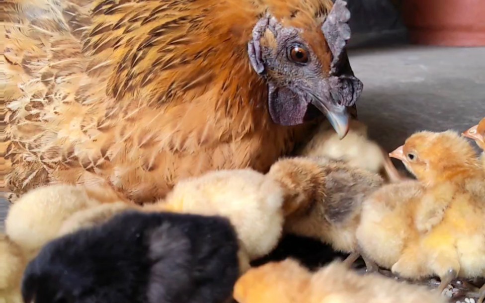 农村人的智慧，孵36个蛋的母鸡，看出壳几只小鸡