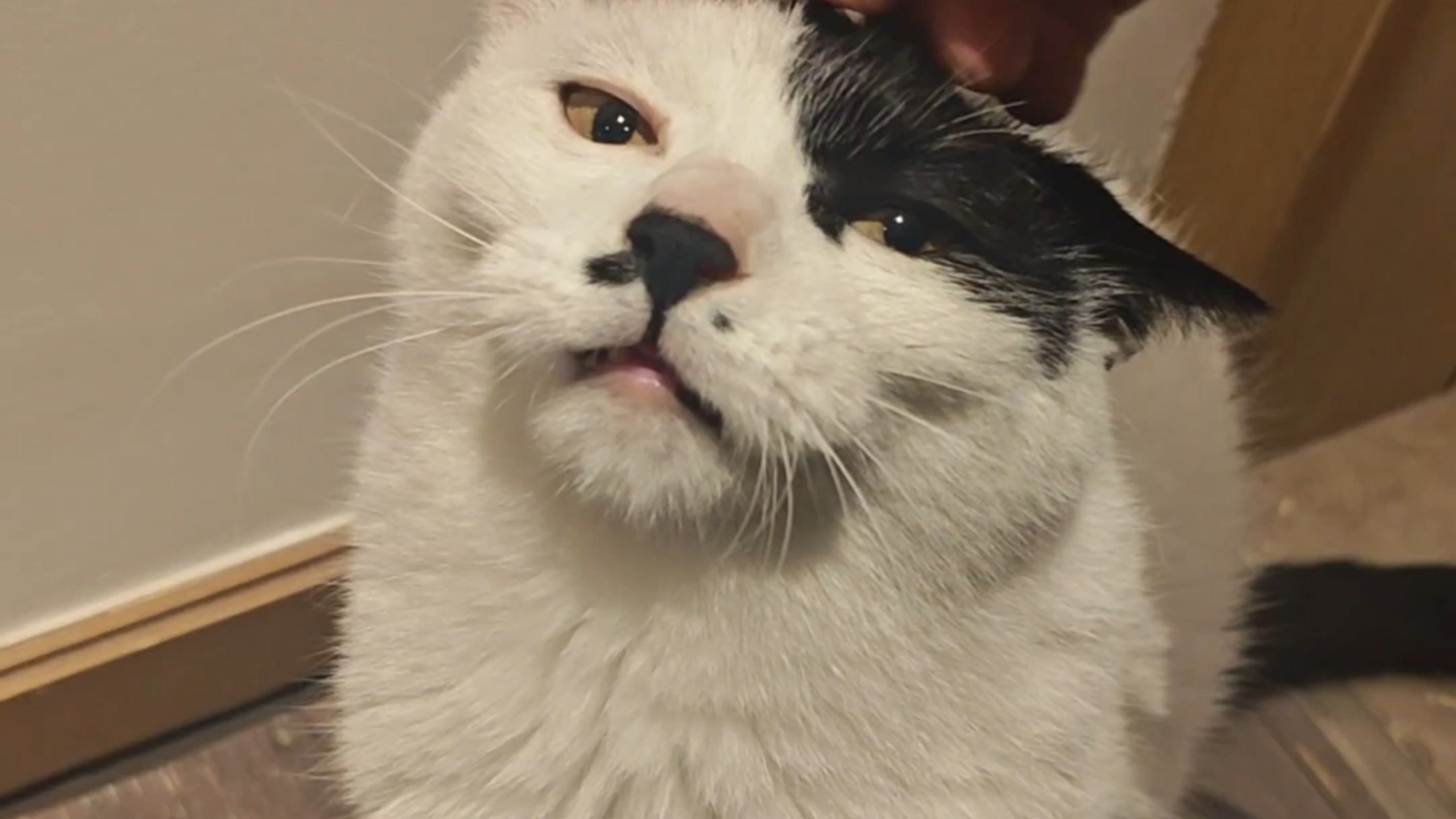 鉴别一下我的猫是不中了吗