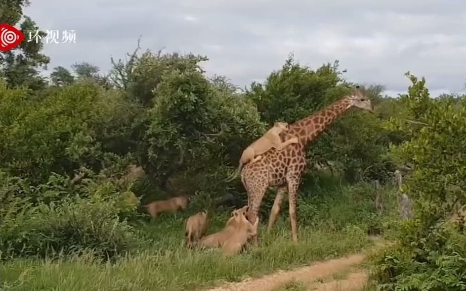 南非一群狮子袭击长颈鹿 被其淡定拖着行走