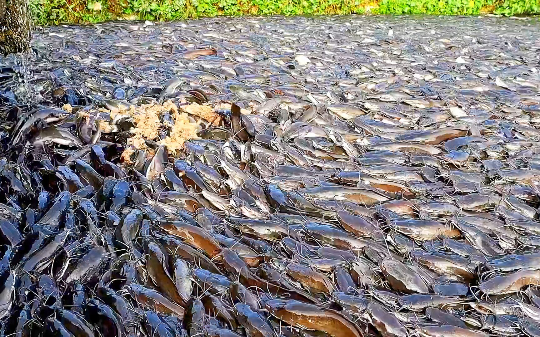 孟加拉国的鲶鱼养殖有多猛，鱼塘内的几乎挤满了鱼！