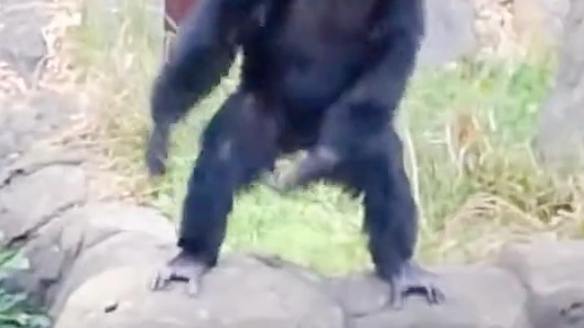大猩猩模仿KK跳舞