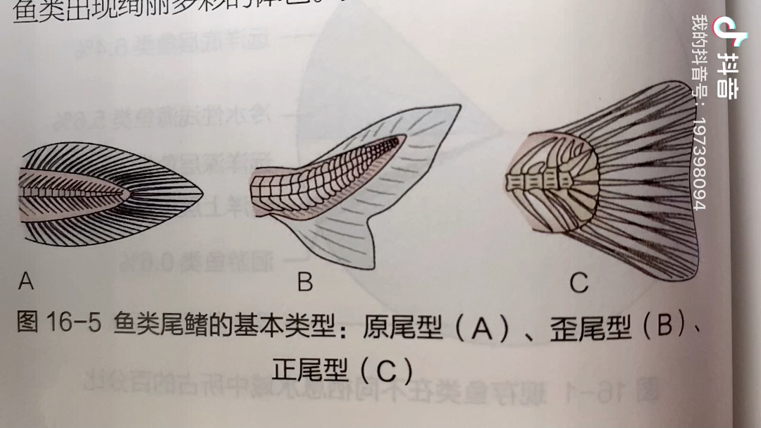 动物学~鱼类02哔哩哔哩bilibili