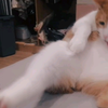 世界奇观，怀孕公猫舔毛