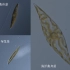 它们同属硅藻门羽纹纲双壳缝目舟形藻科，差别不大，大小S身材而已