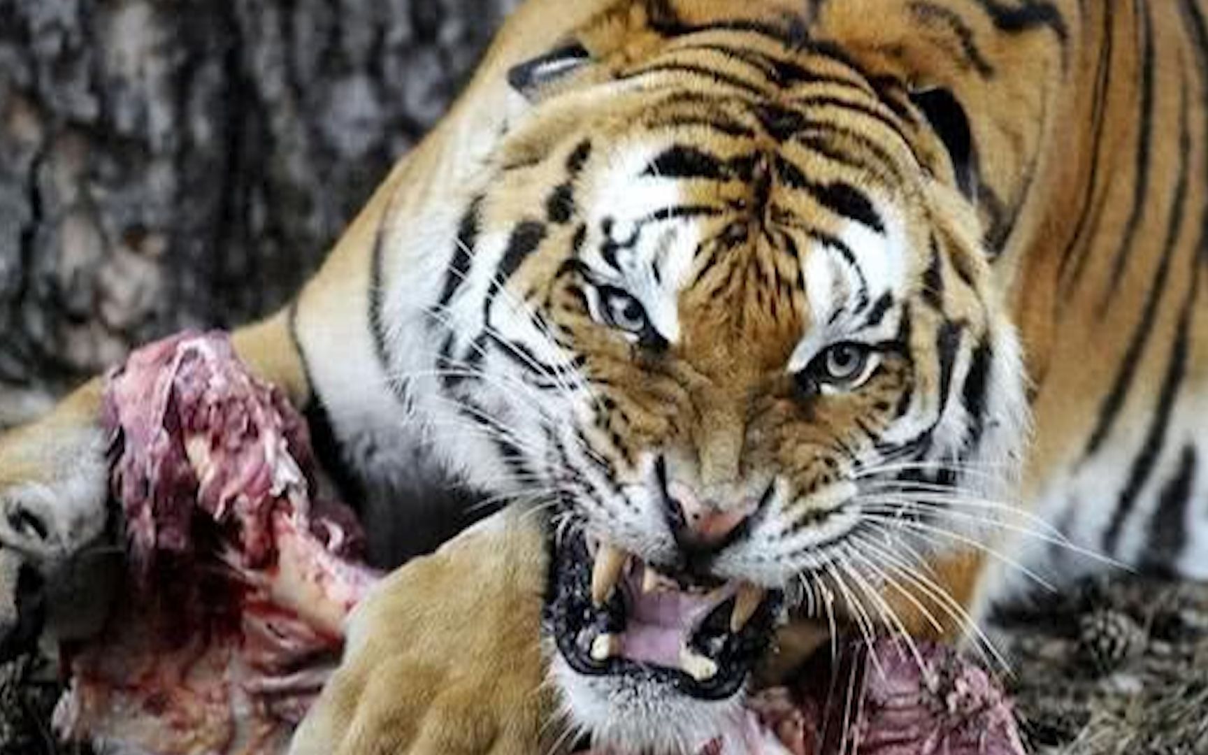 为什么吃过人老虎一定要杀掉？专家警告：不杀后果很严重！