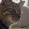 千万不要让一个男人养猫