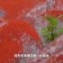 [地理·中国]贡嘎雪峰脚下红石滩形成的原因