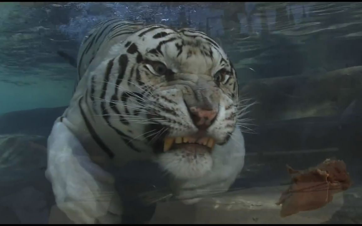 白虎水下捞肉←_← white tiger swimming under