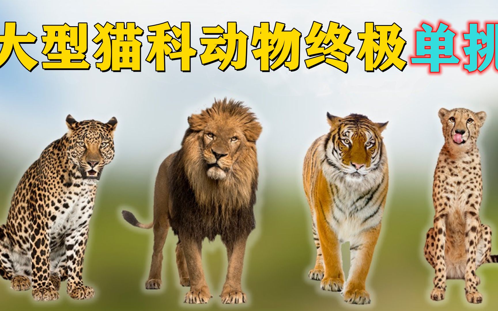 大型猫科动物终极单挑，经过8轮比赛，老虎和狮子如愿进入总决赛