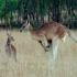 澳大利亚野生动物：★微型有袋动物的事实（英语）★国家地理纪录片高清1080p 2020