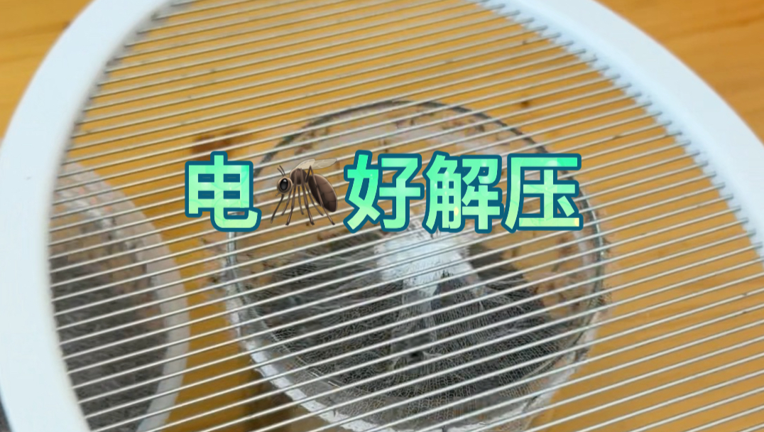 孑孓蚊子幼虫
