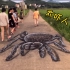 当一只巨型蜘蛛跑到路上，路人都会有啥反应呢？